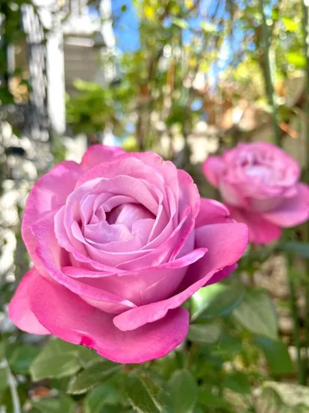 Rosenrosa Blommor Blommar — Stockfoto