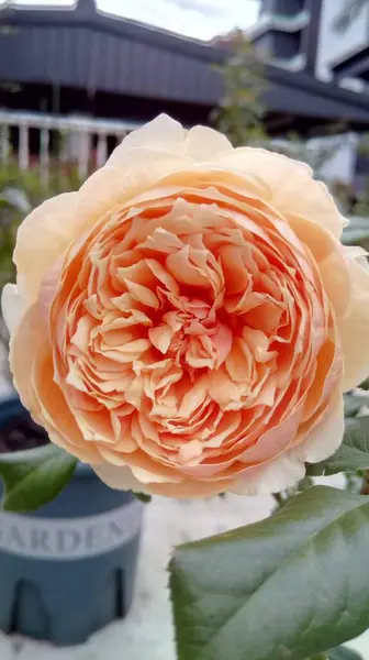 Vackra Ros Blommor Blommar Grädde Mix Färg — Stockfoto