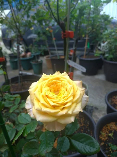 Vacker Ros Blomma Blommar Gul Färg — Stockfoto