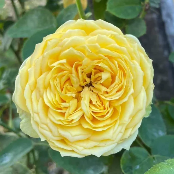 Bela Flor Rosa Florescendo Cor Amarela — Fotografia de Stock