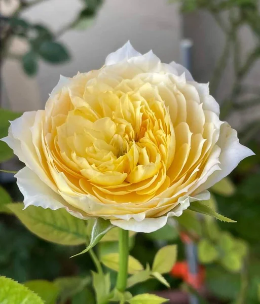 Beautiful Rose Flower Blooming Yellow Colour — Stock Photo, Image