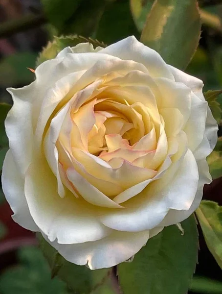 Όμορφο Λουλούδι Τριαντάφυλλο Ανθίζει Κίτρινο Χρώμα — Φωτογραφία Αρχείου