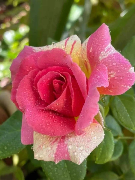 Bunga Mawar Indah Mekar Merah Muda Campuran Warna Putih — Stok Foto