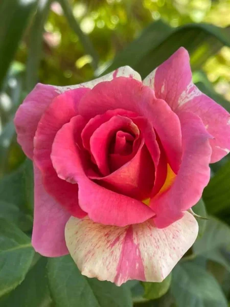 Mooie Roos Bloem Bloeien Roze Mix Witte Kleur — Stockfoto