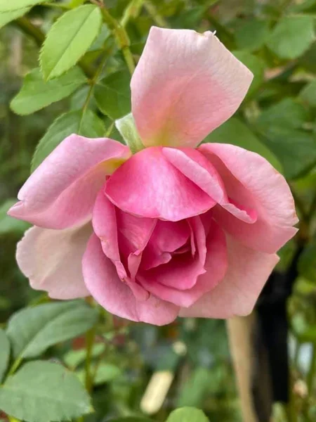美しいピンクのバラの花が咲く — ストック写真