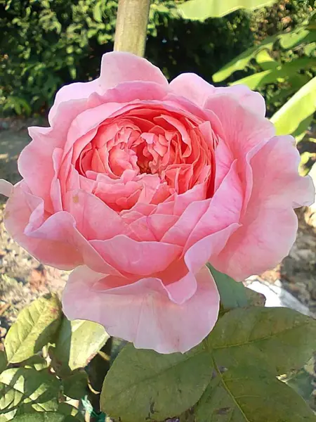 Belles Fleurs Roses Roses Fleurissant — Photo