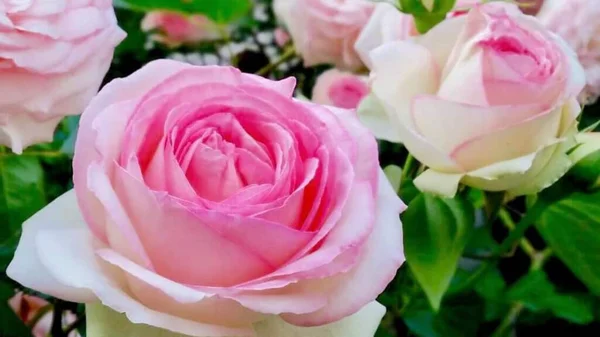 Όμορφο Ροζ Τριαντάφυλλο Άνθη Ανθίζει — Φωτογραφία Αρχείου