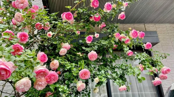 Vackra Rosa Ros Blommor Blommar — Stockfoto