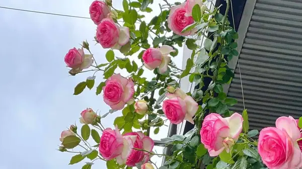 Vackra Rosa Ros Blommor Blommar — Stockfoto