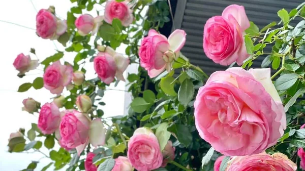 Όμορφα Τριαντάφυλλα Ανθίζουν Ροζ Χρώμα — Φωτογραφία Αρχείου