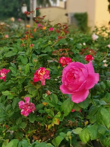 Vackra Ros Blommor Blommar Rosa Färg — Stockfoto