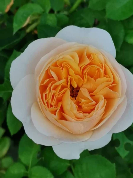 Mooie Roos Bloemen Bloeien Crème Kleur — Stockfoto
