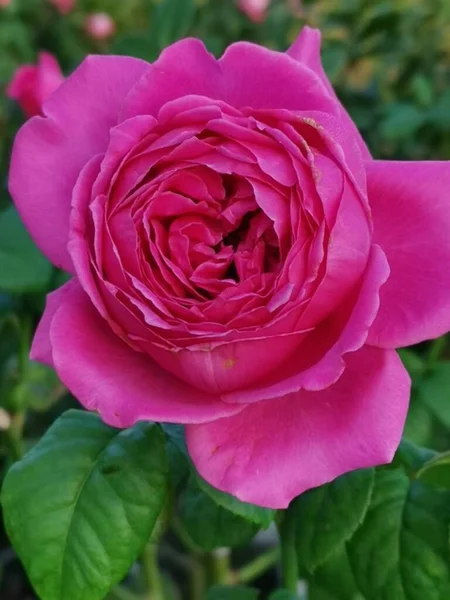 Hermosas Flores Rosas Floreciendo Color Rosa — Foto de Stock