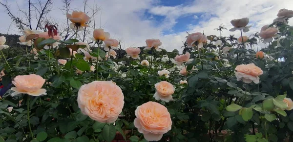 Lindas Flores Rosa Rosa Florescendo Misturar Cor — Fotografia de Stock