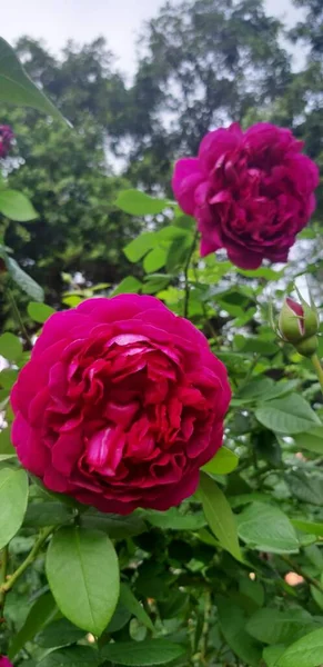 Lindas Flores Rosa Florescendo Cor Vermelha — Fotografia de Stock