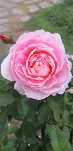 Schöne Rosenblüten Blühen Rosa Farbe — Stockfoto