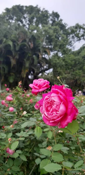 Όμορφα Τριαντάφυλλα Ανθίζουν Ροζ Χρώμα — Φωτογραφία Αρχείου