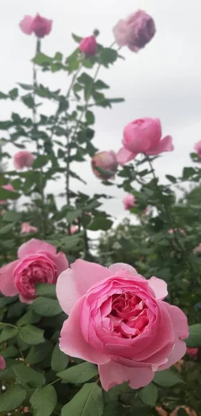 Lindas Flores Rosa Florescendo Cor Rosa — Fotografia de Stock