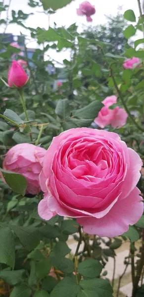 Lindas Flores Rosa Florescendo Cor Rosa — Fotografia de Stock