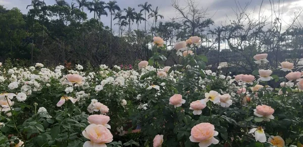 Όμορφα Ρόδινα Ροζ Λουλούδια Ανθίζουν Ανάμεικτο Χρώμα — Φωτογραφία Αρχείου