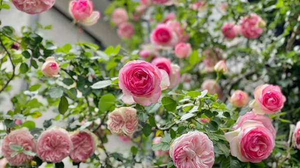Mooie Roze Roos Bloemen Bloeien Stockfoto