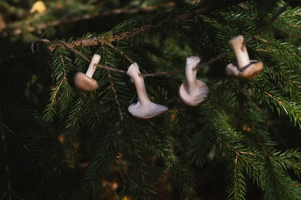 Mushrooms Hang Jute Rope Fir Branch Autumn Forest Garland Decor — Stock Photo, Image