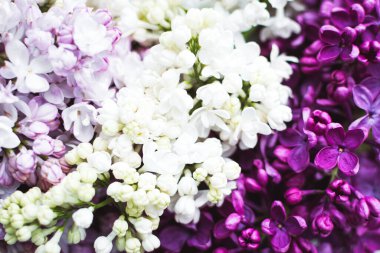 Güzel bahar çiçekleri eflatun desenli arka plan. Şırınga kabalığı. Anneler günün kutlu olsun. Boşluğu kopyala.