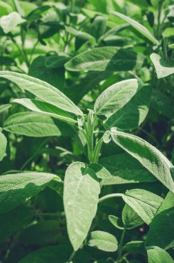 Taze adaçayı dışarıda yetişir. Bitki bahçesinde pişirmek için kullanılan adaçayı bitkisinin yakın çekimi. Baharatlar, doğa, sağlıklı tatlar, yemek pişirme. Yiyecek için gerekli malzemeler.