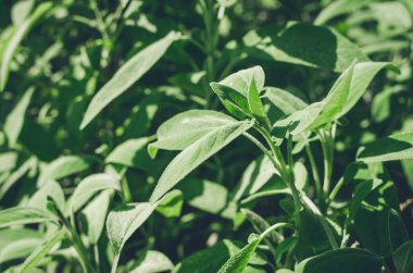 Taze adaçayı dışarıda yetişir. Bitki bahçesinde pişirmek için kullanılan adaçayı bitkisinin yakın çekimi. Baharatlar, doğa, sağlıklı tatlar, yemek pişirme. Yiyecek için gerekli malzemeler.
