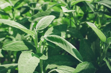 Taze adaçayı dışarıda yetişir. Bitki bahçesinde pişirmek için kullanılan adaçayı bitkisinin yakın çekimi. Baharatlar, doğa, sağlıklı tatlar, yemek pişirme. Yiyecek için gerekli malzemeler.