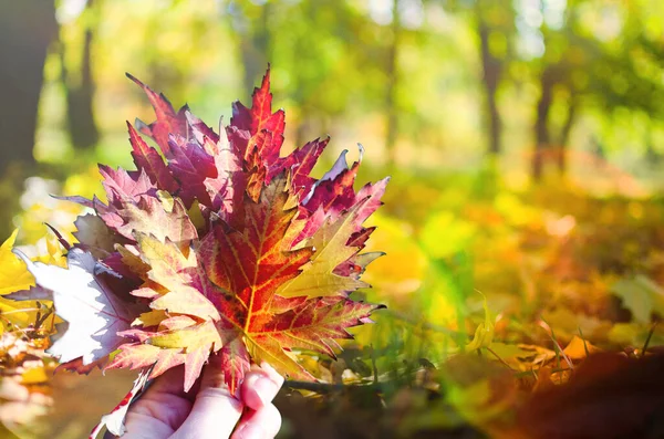 Buket renkli sonbahar akçaağaç yaprakları kadın elinde düşmüş. Parlak kırmızı ve turuncu sahne arka plan düşmek. Seçici odak.
