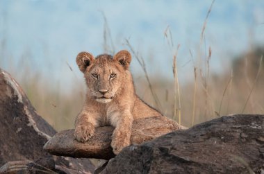 Genç aslanlar Maasai Mara Ulusal Rezervi 'nde bir kayanın üzerinde soğuyor.