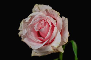 Pembe Mondial Gülü. Siyah arkaplanda bir gül çiçeğinin yakın çekimi.