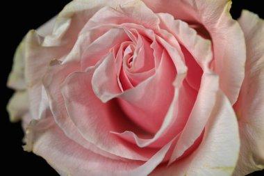 Pembe Mondial Gülü. Pembe gül yapraklarının yakın çekimi