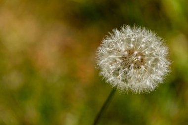 Tohumlar salınmadan önce açan karahindiba.
