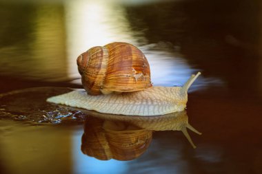 Islak yüzeyde yağmurdan sonra bahçe salyangozu.