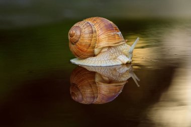 Yağmurdan sonra bahçe salyangozu.