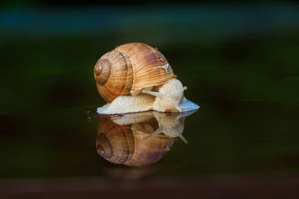 Garden snail after the rain on the garden house.