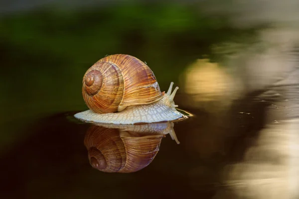 Garden Snail Rain — стоковое фото