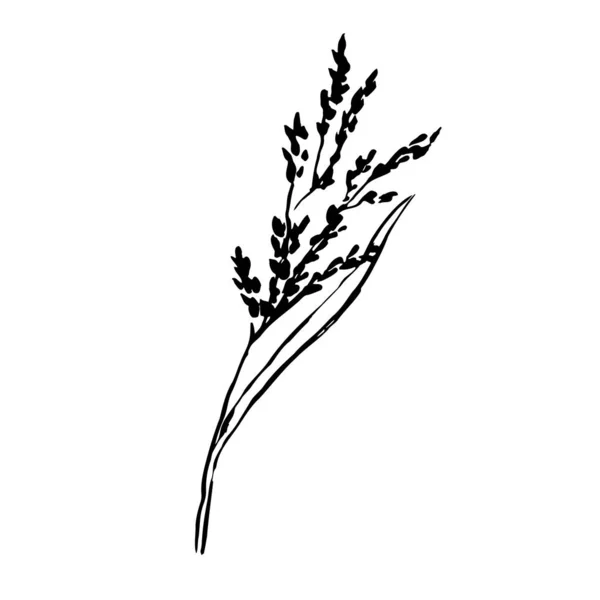 Φθινοπωρινό Βότανο Χειροποίητο Γρασίδι Σπόρους Που Απομονώνονται Λευκό Φόντο Doodle — Διανυσματικό Αρχείο