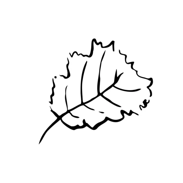 Herfst Schets Schets Blad Handgetekende Lijn Getextureerd Kruid Witte Achtergrond — Stockvector
