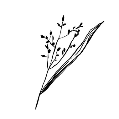 Sonbahar eskiz çizimi bitkisi. El yapımı otlar ve beyaz arka planda izole edilmiş tohumlar. Mürekkep dövmeli bitki resmi. Doğa, tarla, orman, yaz tabelası, kurumuş çiçekler. Vektör botanik çizimi