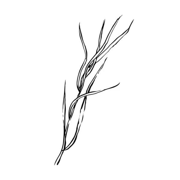 秋天的草本植物草图 在白色背景上隔离的手绘线草 涂鸦虚脱的植物形象 夏季标志 植物标本 矢量植物学说明 — 图库矢量图片