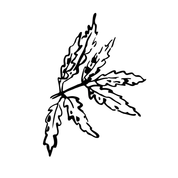 夏のスケッチアウトライン葉 白地に手描きのラインテクスチャハーブ 植物のイメージをかわす 秋の兆候 葉の小枝を彫った ベクター植物シーズンイラスト — ストックベクタ