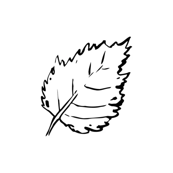 Φθινοπωρινό Περίγραμμα Φύλλου Σημύδας Χειροποίητο Ανάγλυφο Βότανο Λευκό Φόντο Εικόνα — Διανυσματικό Αρχείο
