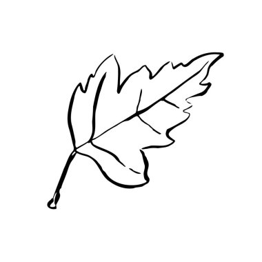 Sonbahar taslak yaprağı. Beyaz arka planda elle çizilmiş bitki dokusu. Karalama grafik bitki görüntüsü. Doğa, bahçe, orman, sonbahar tabelası. Oyulmuş yaprak. Vektör botanik sezonu çizimi
