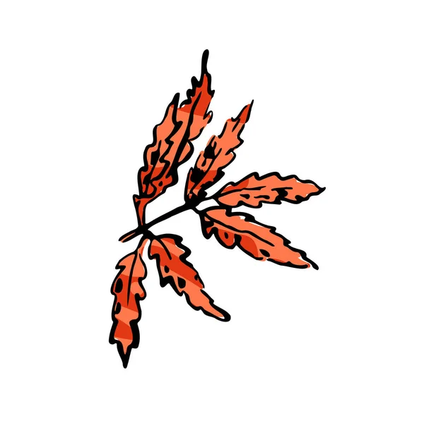 Καλοκαίρι Σκίτσο Κόκκινο Φύλλο Χέρι Που Γραμμή Υφή Βότανο Χρώμα — Διανυσματικό Αρχείο