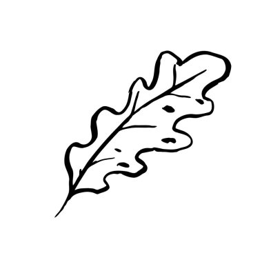 Sonbahar çizimi meşe yaprağı. Beyaz arka planda elle çizilmiş bitki. Karalama bitkisi resmi. Doğa, orman, ikebana, sonbahar, yaz tabelası. Oyulmuş yaprak. Vektör botanik sezonu çizimi