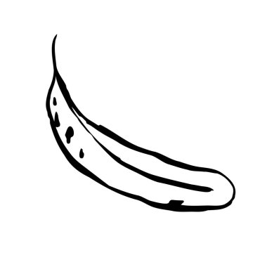 Sonbahar taslak yaprağı. Beyaz arka planda elle çizilmiş bir bitki dokusu. Karalama grafik bitki görüntüsü. Doğa, bahçe, orman, sonbahar tabelası. Uzun mürekkepli yaprak. Vektör botanik sezonu çizimi