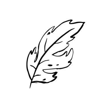 Sonbahar taslak yaprağı. Beyaz arka planda elle çizilmiş bitki dokusu. Karalama grafik bitki görüntüsü. Doğa, bahçe, orman, sonbahar tabelası. Oyulmuş yaprak. Vektör botanik sezonu çizimi